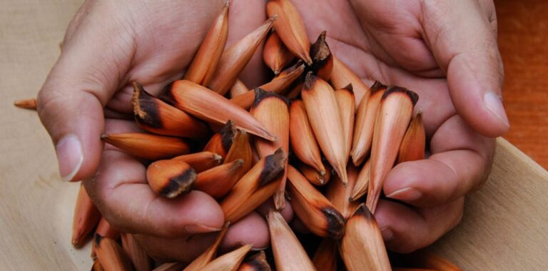 Neuquén inicia temporada de recolección de piñones 2024: detalles y regulaciones