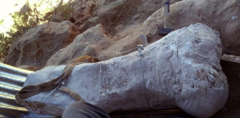 Rescataron un hueso de dinosaurio saurópodo hallado en Parque Norte
