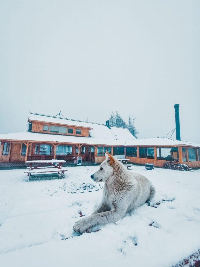 Una postal: ¡el Cerro Chapelco amaneció pintadito de blanco en la primer nevada de otoño!