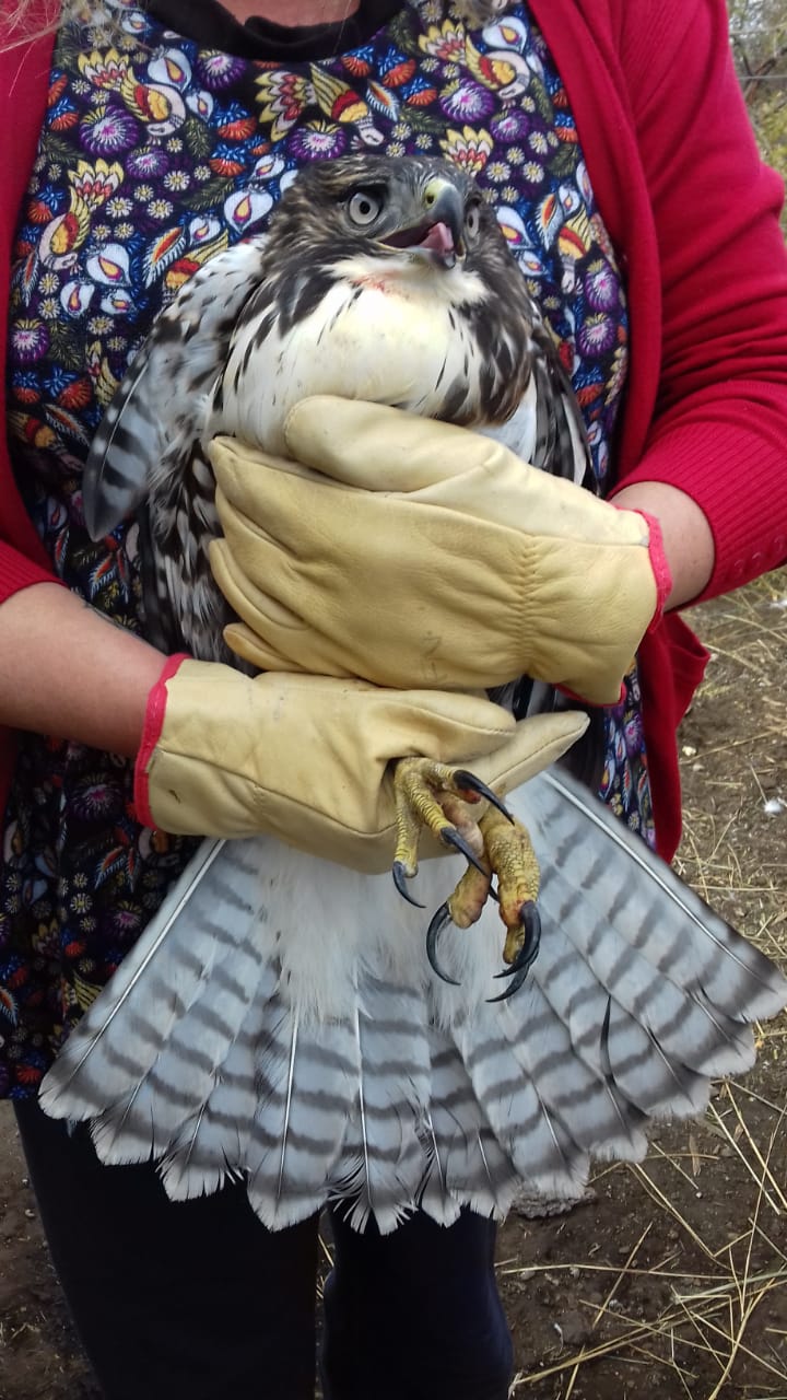 La Red de Rescate y Atención de Fauna Silvestre liberó un ejemplar de Aguilucho de cola rojiza