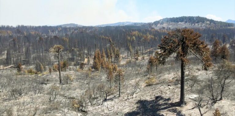 Siete de cada diez incendios forestales son por acciones humanas