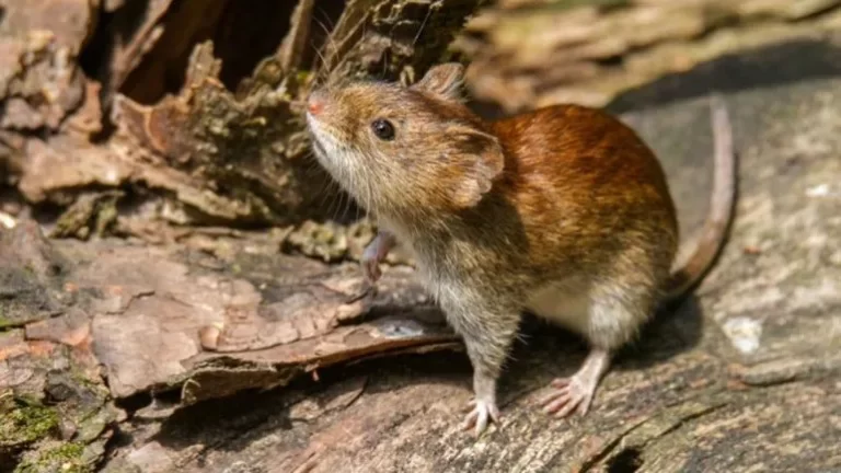 Salud confirmó un caso de Hantavirus de San Martín de los Andes