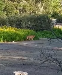 Se filmó la presencia de un Puma en la zona de Quillén