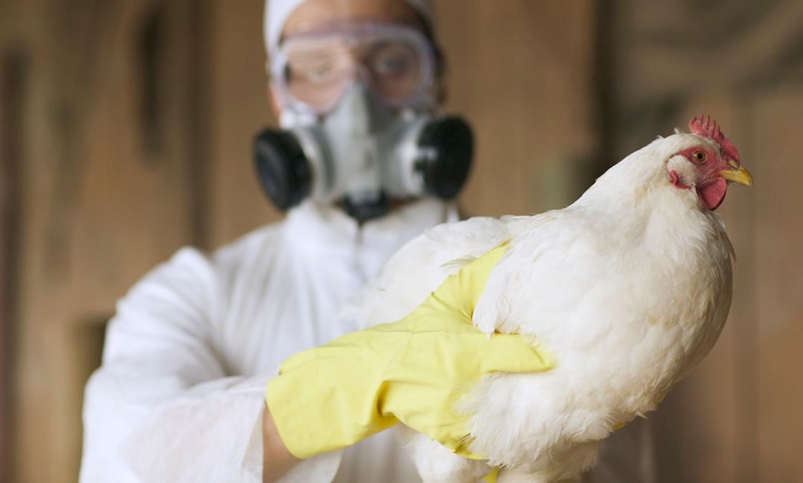 Influenza aviar: Nuevo caso positivo en aves de traspatio de la provincia de Neuquén