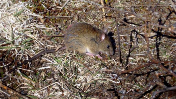 Bariloche: Una docente murió por hantavirus y aíslan por 40 días a sus contactos estrechos thumbnail