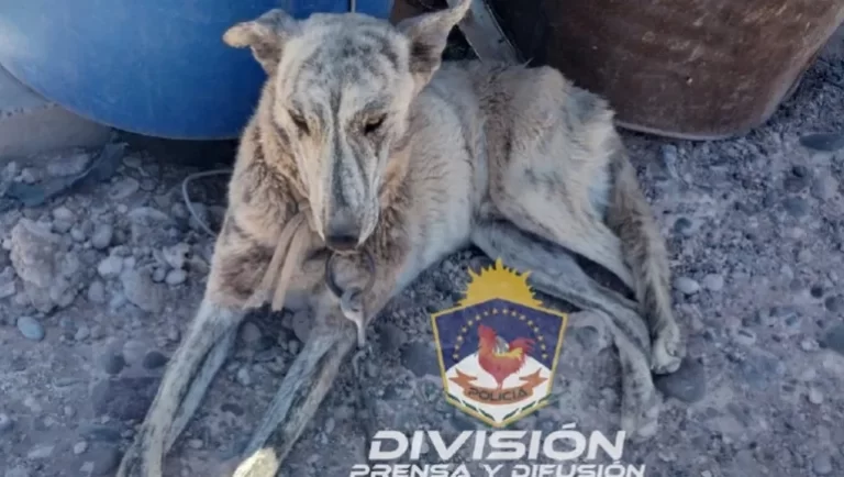 Añelo: Tenía a su perro atado afuera, sin comida ni agua: se lo sacaron y la acusaron