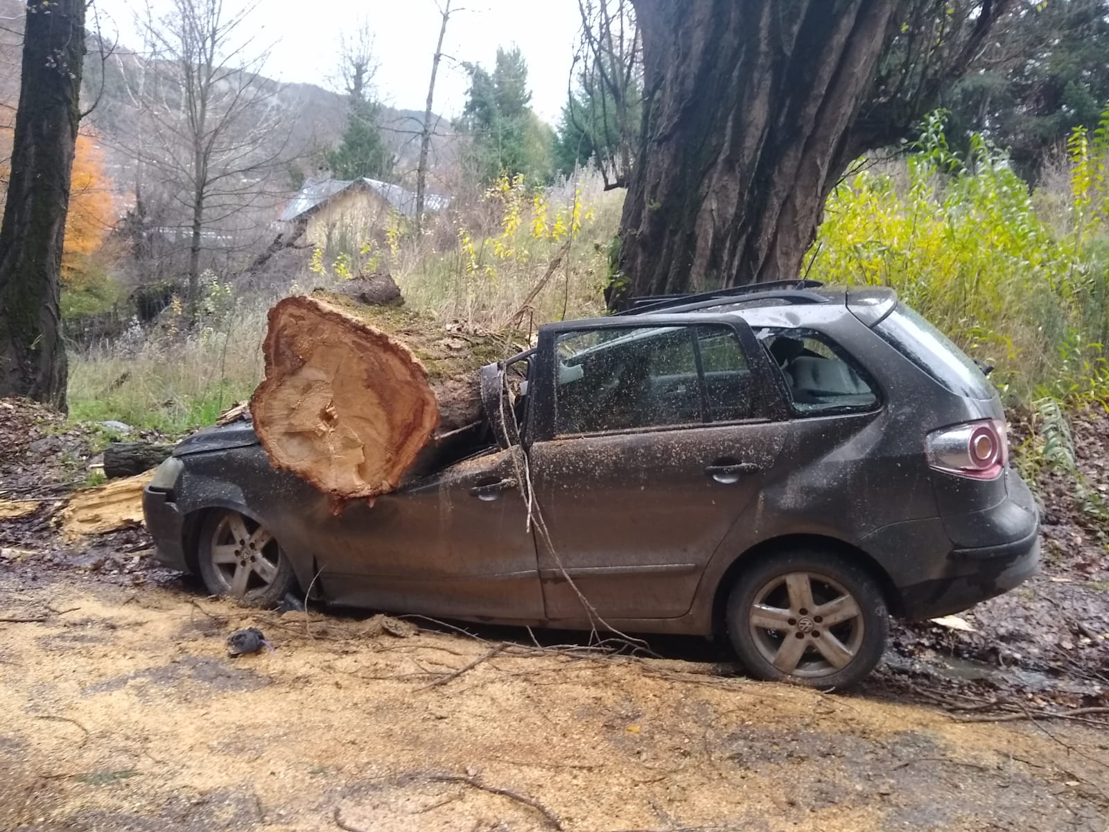 Un árbol de grandes dimensiones cayó sobre un auto estacionado