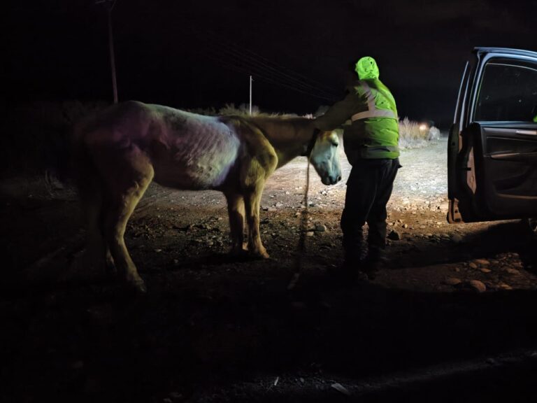 Una camioneta chocó a un equino en cercanías al aeropuerto Chapelco