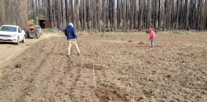 Inició un ensayo experimental para el cultivo de pistachos en Neuquén