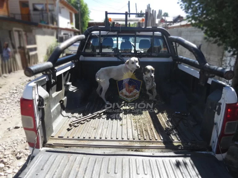 Policía intervino en una vivienda para rescatar dos perros abandonados