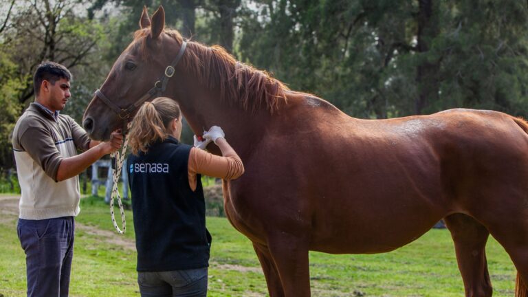 Confirman casos de Encefalomielitis Equina en Neuquén