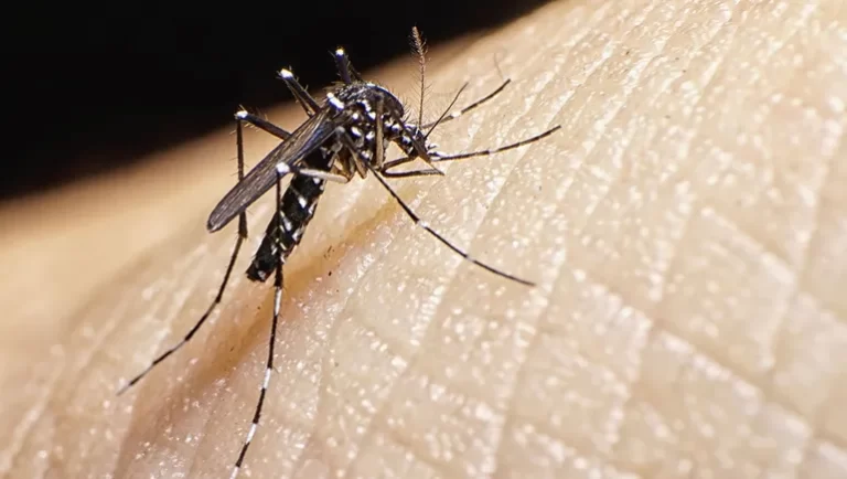 Ya son 60 los casos de dengue confirmados en Neuquén