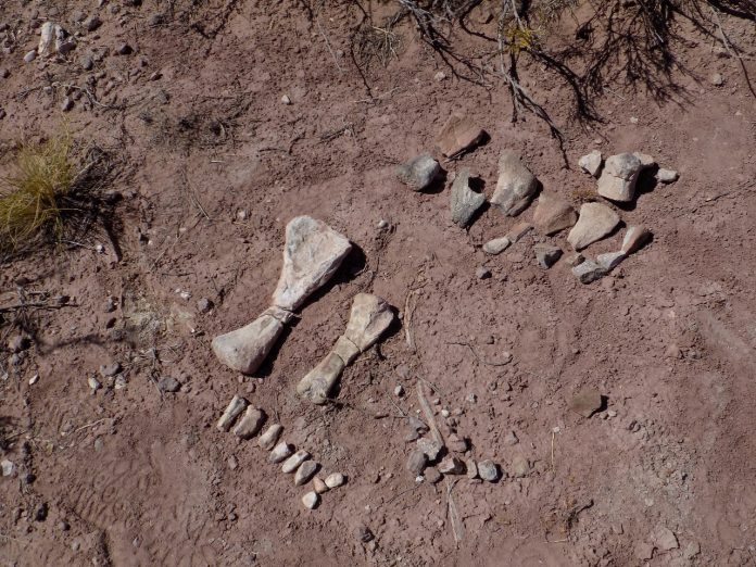Neuquén como usina del desarrollo paleontológico de la Patagonia