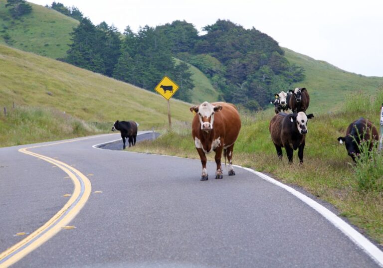Buscan promover acciones para prevenir los accidentes en rutas por animales sueltos