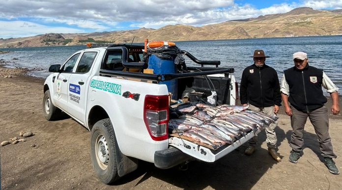 Pesca ilegal: secuestraron 132 salmónidos y labraron 30 actas de infracción