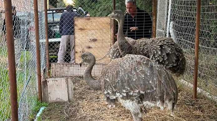 Fauna provincial liberó animales en cautiverio