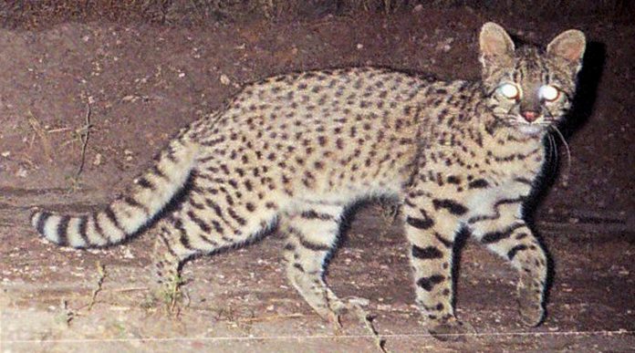 Alertan por la caza de gatos monteses en la Provincia