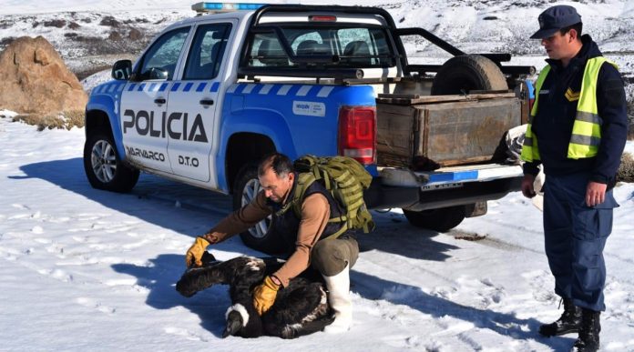 Fauna rescató un cóndor andino y se recuperará en Mendoza