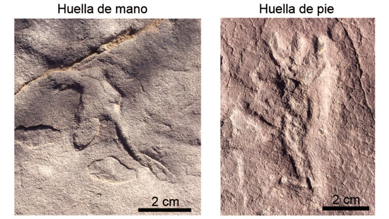 Descubren en Neuquén huellas de pterosaurios de aproximadamente 100 millones de años