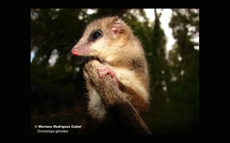 Liberaron un monito del monte en el lago Lolog