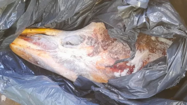 Incautan carne de ciervo y multan comercios en San Martín de los Andes