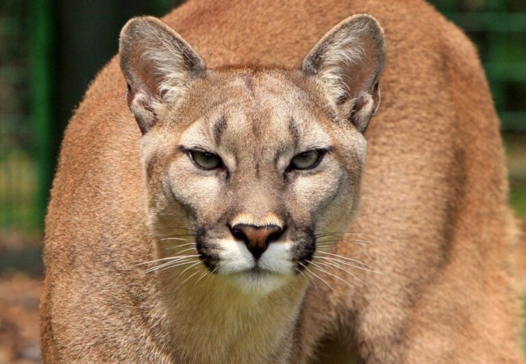 La provincia derogó los artículos que habilitan la caza deportiva del puma