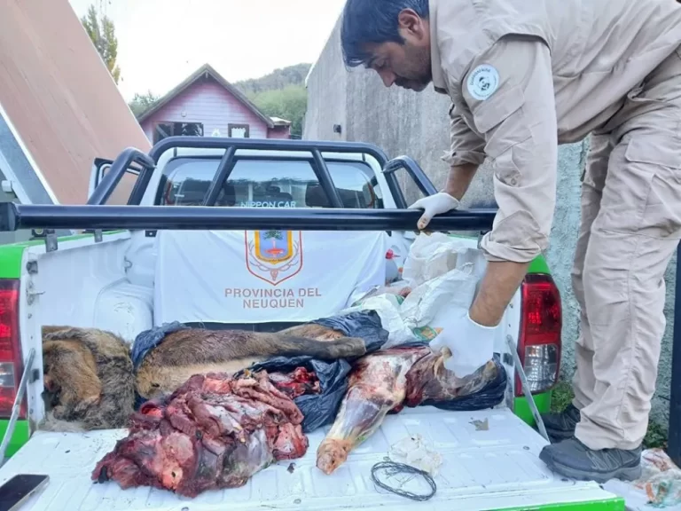 Decomisaron carne de ciervo camino a Hua Hum