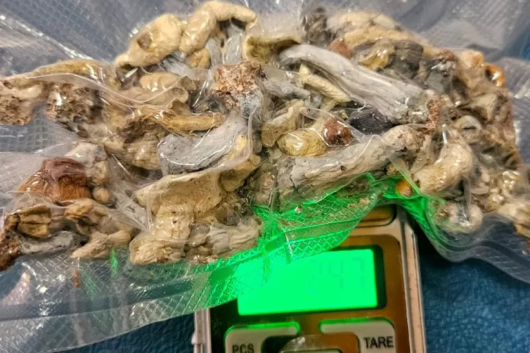 Villa La Angostura: secuestraron hongos alucinógenos en un allanamiento