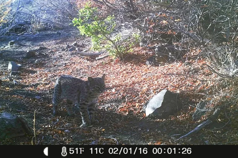 Cámaras trampa registraron fauna nativa en el Área Natural Protegida Copahue